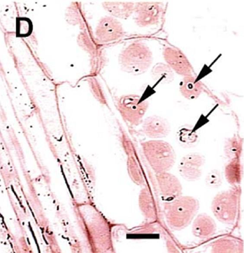 MAIZE LEAF CELLS SHOWING BACTERIA IN LEAF CELLS